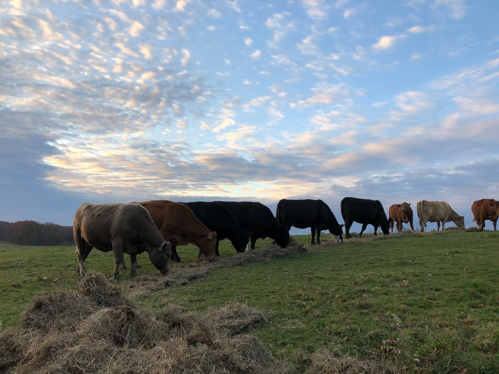  White Barn Farm LLC