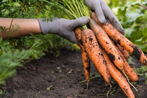 Carrots by Birdsong Farm Ohio