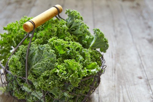 Curly Kale by Birdsong Farm Ohio