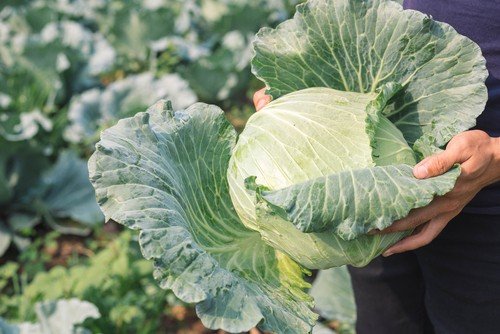 Green Cabbage by Birdsong Farm Ohio