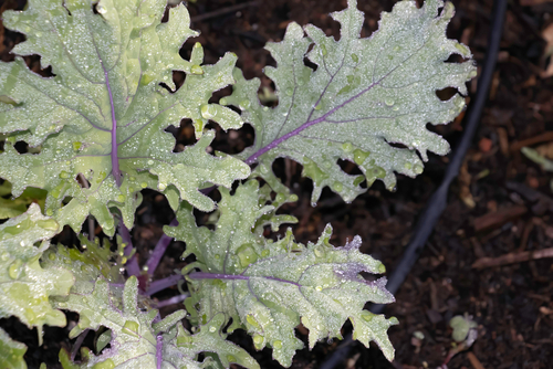 Red Russian Kale