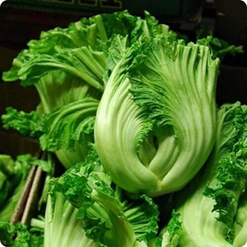 Kekkyu Takana by Birdsong Farm Ohio