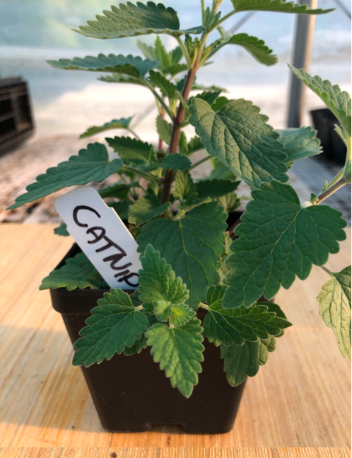 Catnip 4" Pot