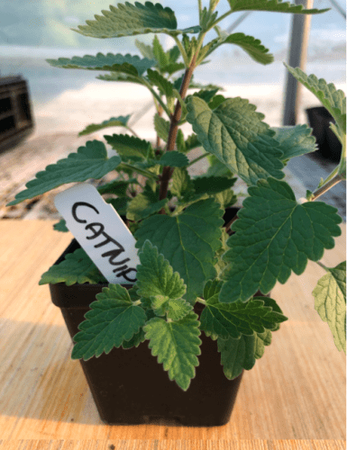 Catnip 4" Pot by Birdsong Farm Ohio