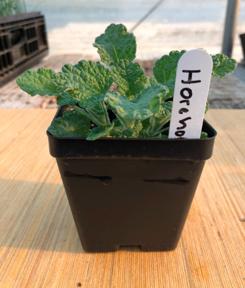 Horehound 4" Pot