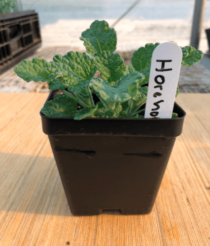 Horehound 4" Pot by Birdsong Farm Ohio