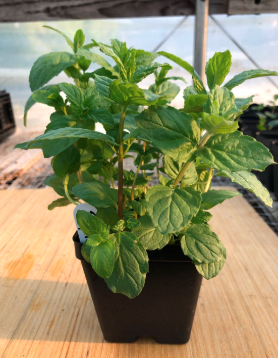 Peppermint 4" Pot