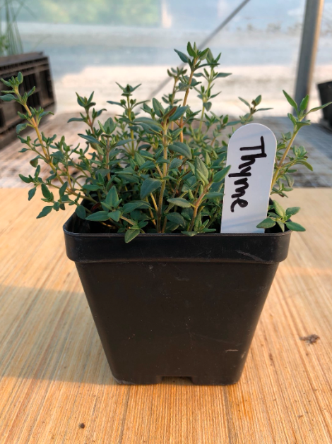Thyme 4" Pot