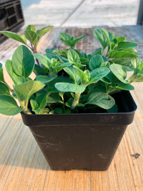Oregano 4" Pot