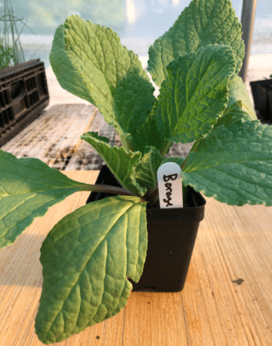 Borage 4" Pot by Birdsong Farm Ohio