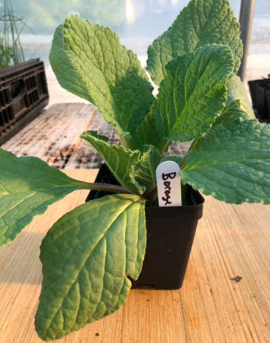 Borage 4" Pot