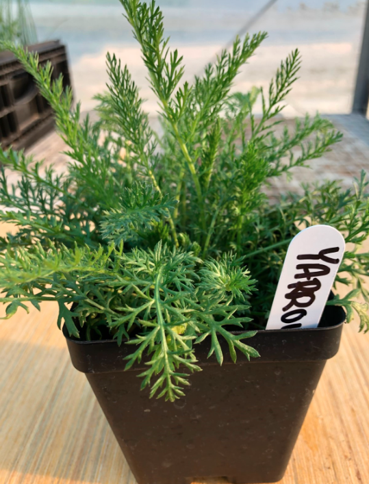 White Yarrow 4" Pot