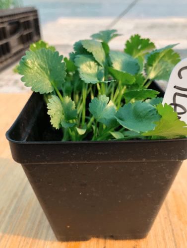 Cilantro 4" Pot by Birdsong Farm Ohio