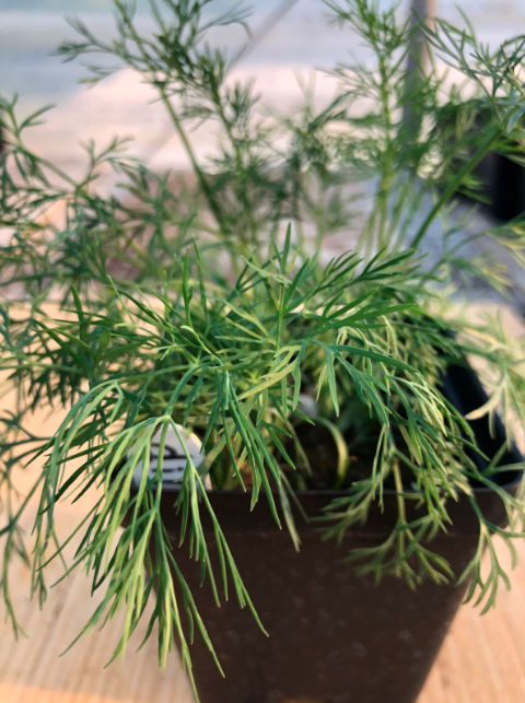 Dill 4" Pot