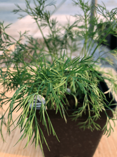 Dill 4" Pot by Birdsong Farm Ohio