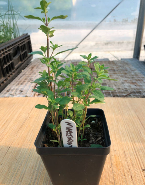 Marjoram 4" Pot