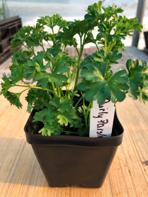 Curly Parsley 4" Pot