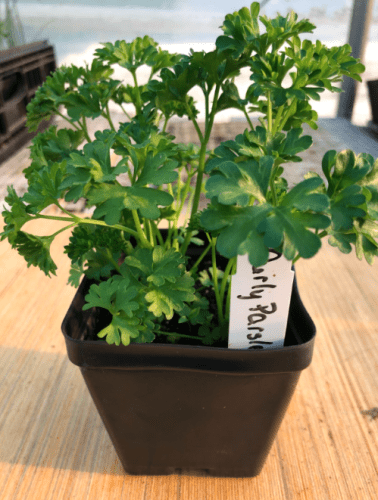 Curly Parsley 4" Pot by Birdsong Farm Ohio