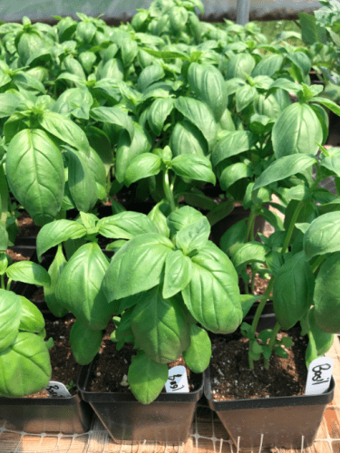 Basil 4" Pot  by Birdsong Farm Ohio