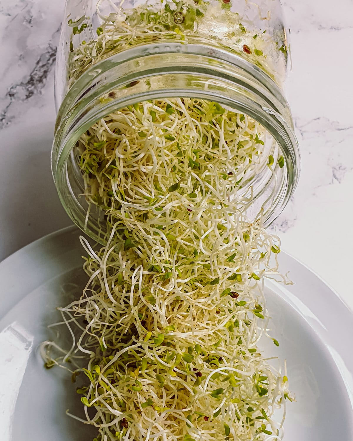 Rockin Sprouts